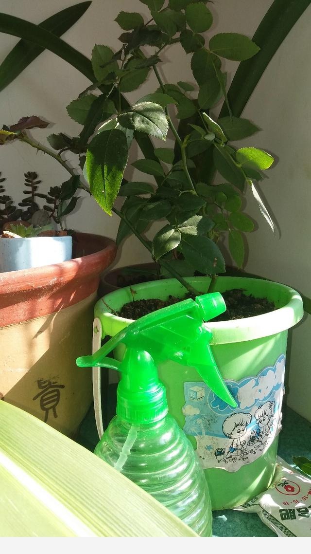 為什麼在樓房裡養花難成活？-桃之老妖的回答