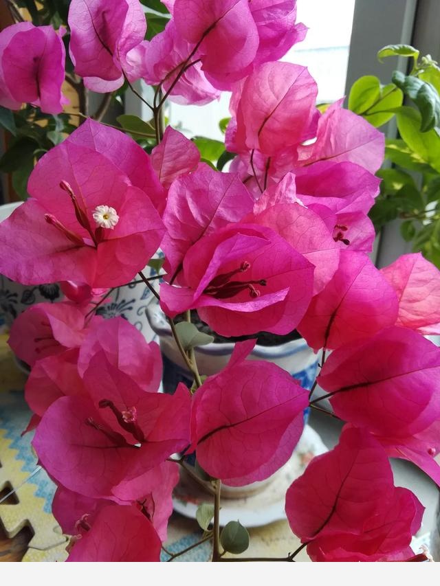 為什麼在樓房裡養花難成活？-漁歌雲深處的回答