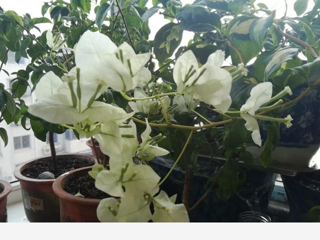 為什麼在樓房裡養花難成活？-漁歌雲深處的回答