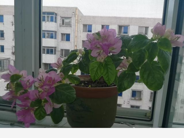 為什麼在樓房裡養花難成活？-漁歌雲深處的回答