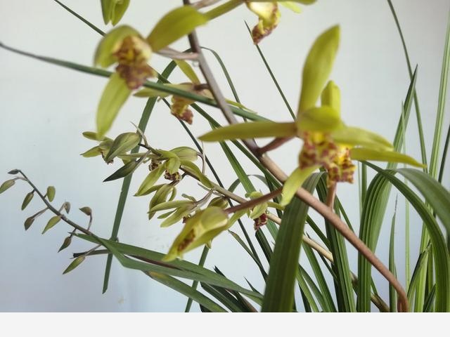 為什麼在樓房裡養花難成活？-漁歌雲深處的回答