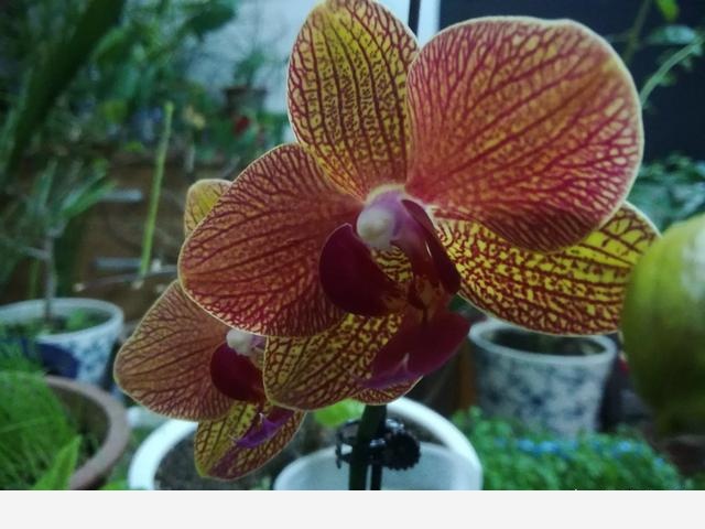 為什麼在樓房裡養花難成活？-漁歌雲深處的回答