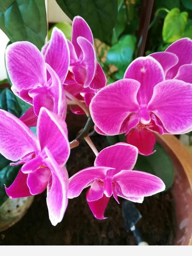 為什麼在樓房裡養花難成活？-漁歌雲深處的回答