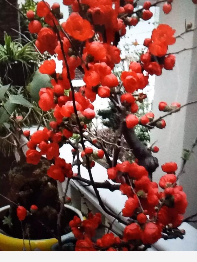 為什麼在樓房裡養花難成活？-清雅草木間的回答