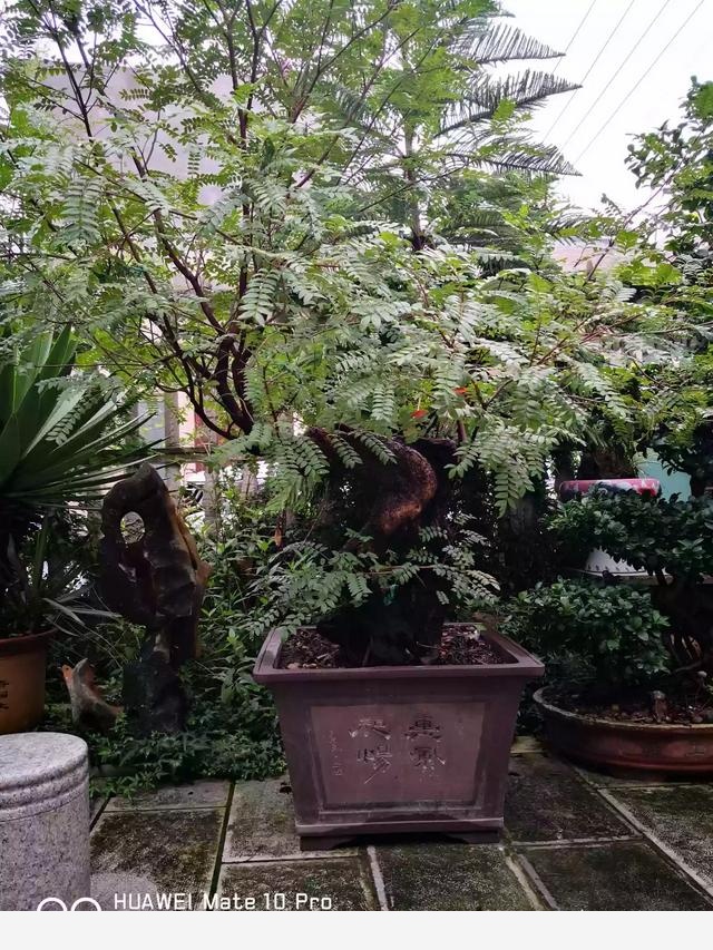為什麼在樓房裡養花難成活？-清雅草木間的回答