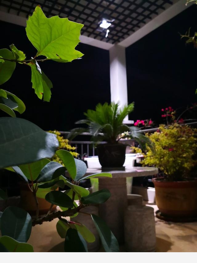 為什麼在樓房裡養花難成活？-清雅草木間的回答