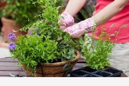 如何養花？從哪學習？-木頭工程師的回答