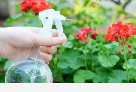 如何養花？從哪學習？-木頭工程師的回答