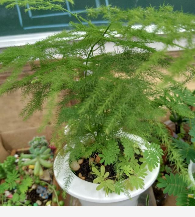 如何養花？從哪學習？-奇點影視城的回答