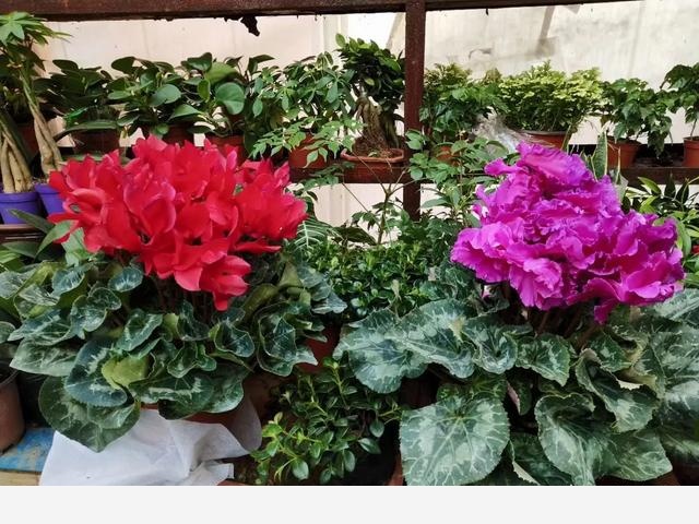 如何養花？從哪學習？-濤子說說的回答
