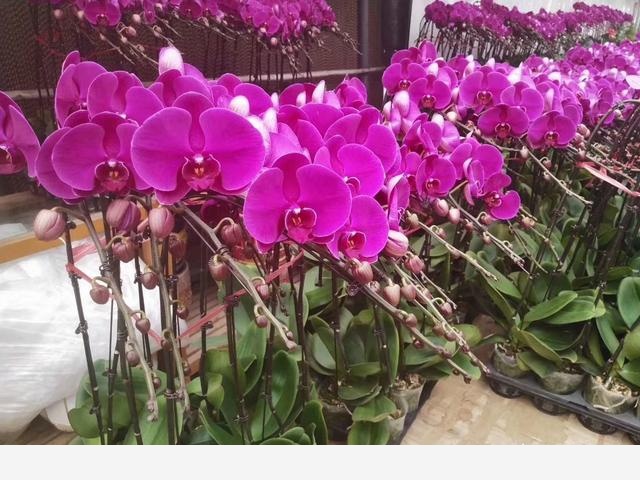 如何養花？從哪學習？-濤子說說的回答
