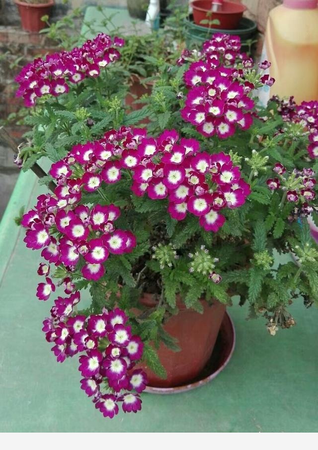 如何養花？從哪學習？-拉拉SQ的回答