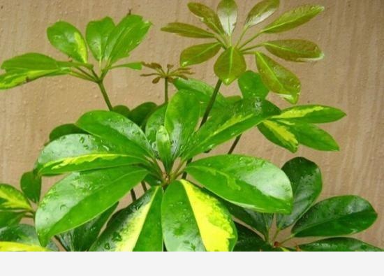 橘子皮如何用來養花？-花花奇談的回答
