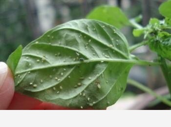 橘子皮如何用來養花？-落雪悄無聲息的回答