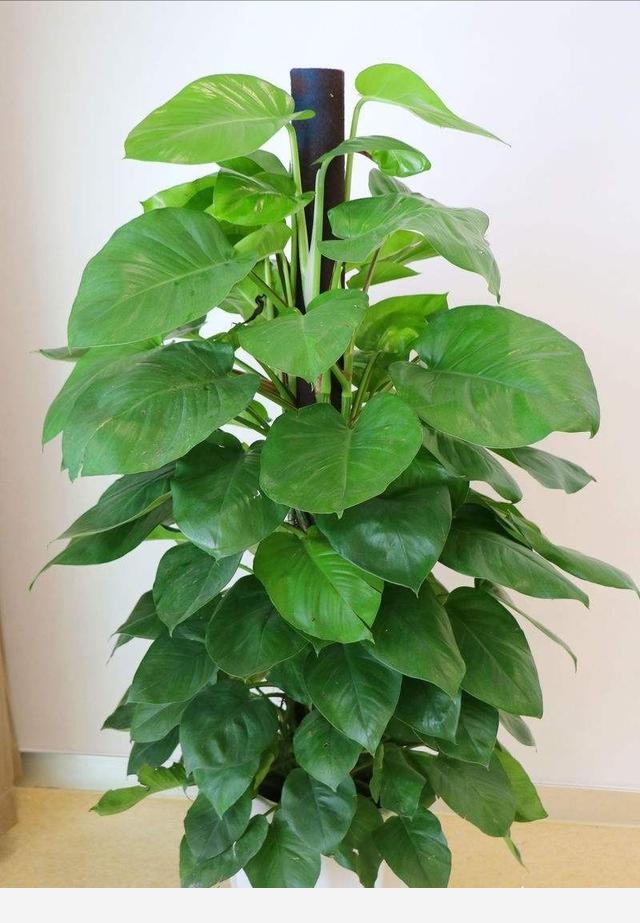 隨著冬季的到來，如何讓盆栽花安全過冬？-愛多肉的雨中白鶴的回答