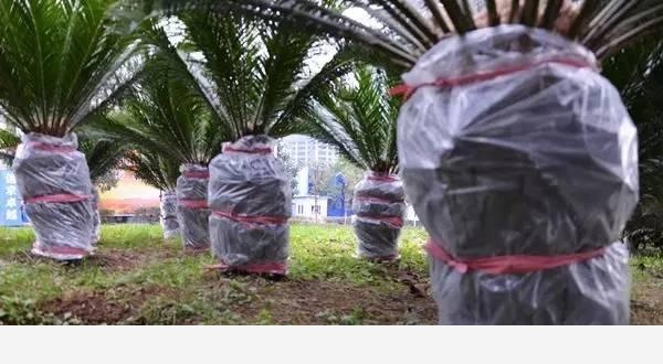 隨著冬季的到來，如何讓盆栽花安全過冬？-種在陽臺上的回答