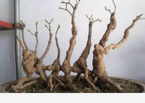 隨著冬季的到來，如何讓盆栽花安全過冬？-種在陽臺上的回答