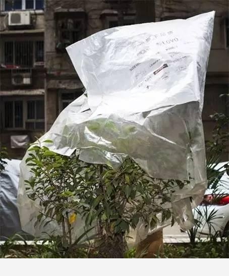 隨著冬季的到來，如何讓盆栽花安全過冬？-種在陽臺上的回答