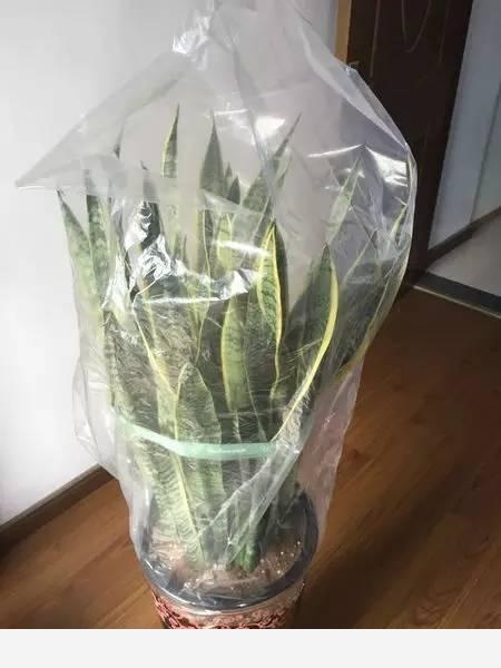 隨著冬季的到來，如何讓盆栽花安全過冬？-種在陽臺上的回答