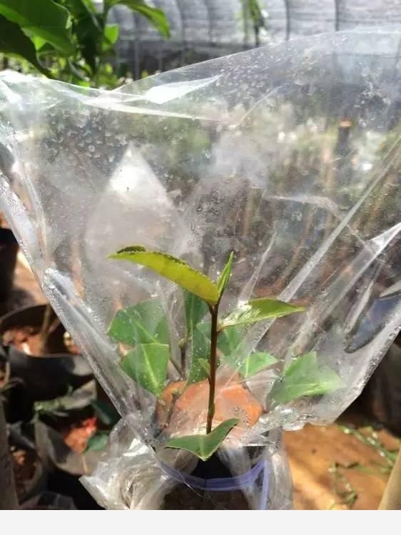 隨著冬季的到來，如何讓盆栽花安全過冬？-種在陽臺上的回答