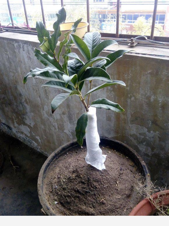 隨著冬季的到來，如何讓盆栽花安全過冬？-種在陽臺上的回答