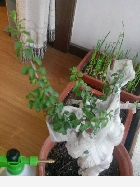 隨著冬季的到來，如何讓盆栽花安全過冬？-種在陽臺上的回答