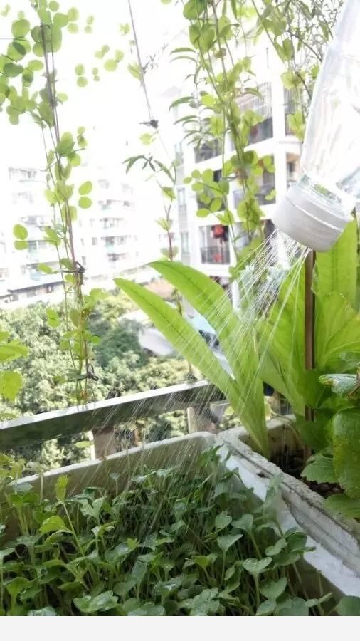 隨著冬季的到來，如何讓盆栽花安全過冬？-種在陽臺上的回答