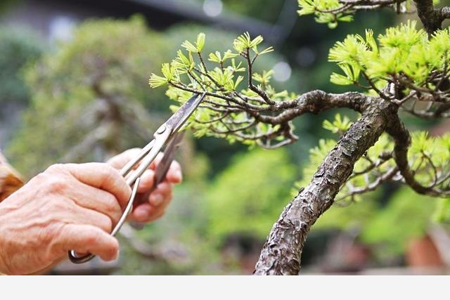 隨著冬季的到來，如何讓盆栽花安全過冬？-種在陽臺上的回答