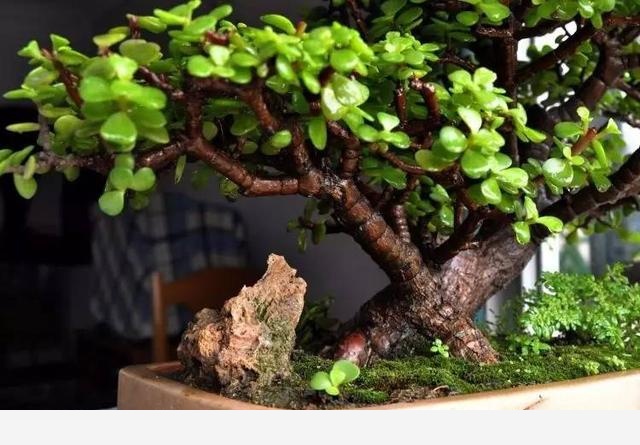 隨著冬季的到來，如何讓盆栽花安全過冬？-種在陽臺上的回答