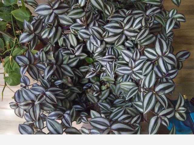 隨著冬季的到來，如何讓盆栽花安全過冬？-花魚物語的回答