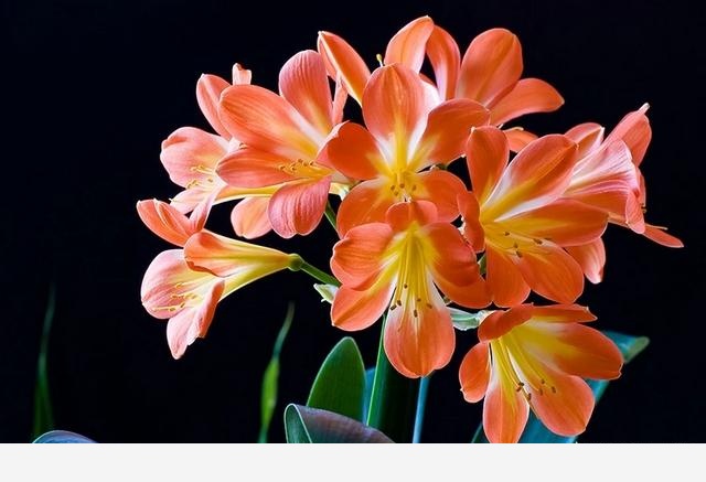 隨著冬季的到來，如何讓盆栽花安全過冬？-花魚物語的回答