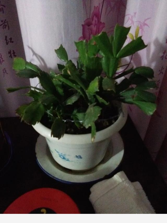 隨著冬季的到來，如何讓盆栽花安全過冬？-平凡di世界的回答