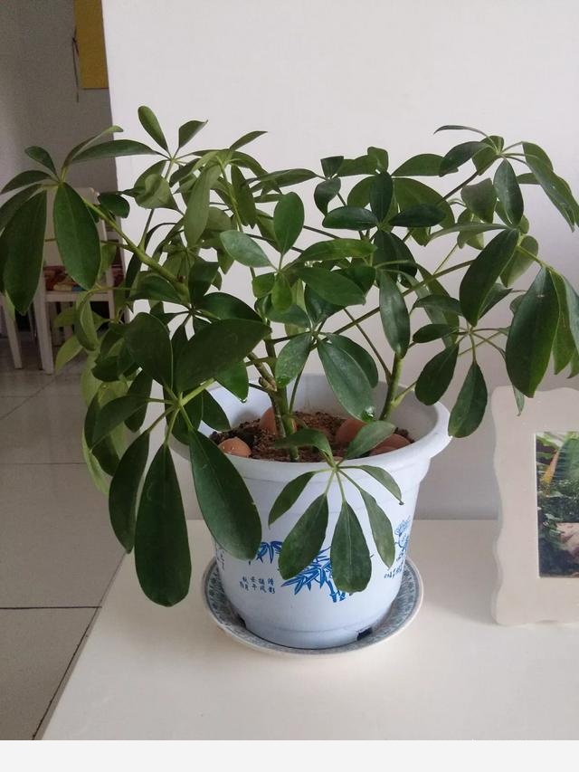 隨著冬季的到來，如何讓盆栽花安全過冬？-平凡di世界的回答