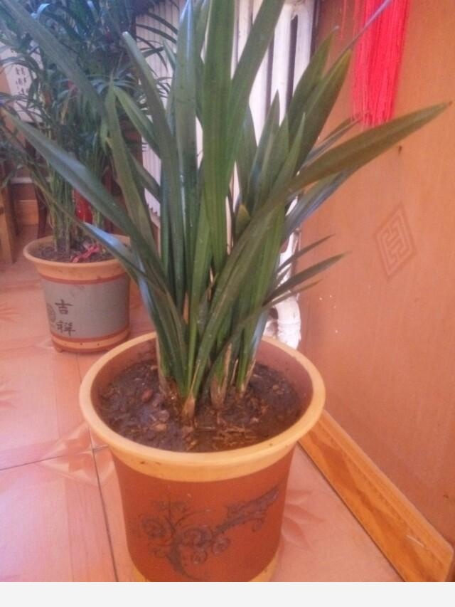 在家中養花需要注意什麼？-仰望星空jsf的回答