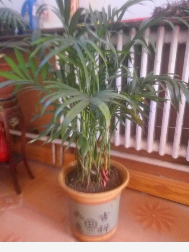 在家中養花需要注意什麼？-仰望星空jsf的回答