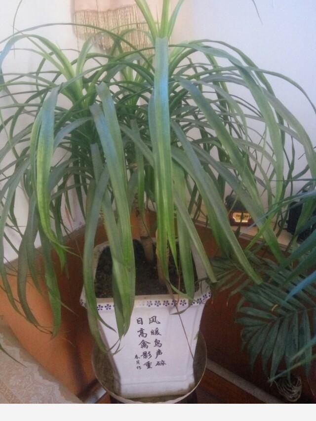 在家中養花需要注意什麼？-仰望星空jsf的回答