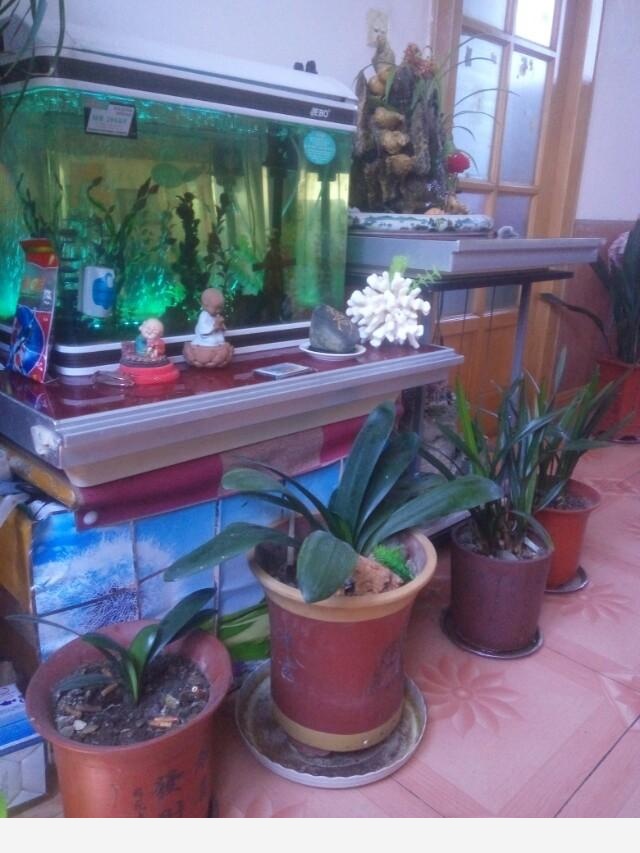 在家中養花需要注意什麼？-仰望星空jsf的回答