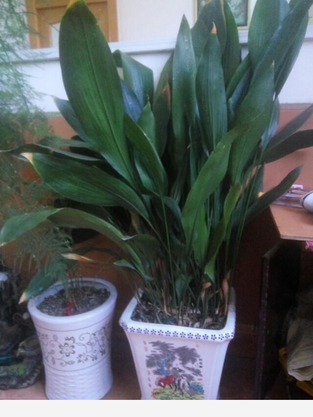在家中養花需要注意什麼？-仰望星空jsf的回答