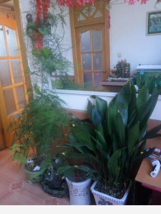 在家中養花需要注意什麼？-仰望星空jsf的回答