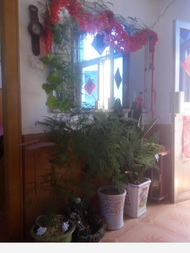 在家中養花需要注意什麼？-仰望星空jsf的回答