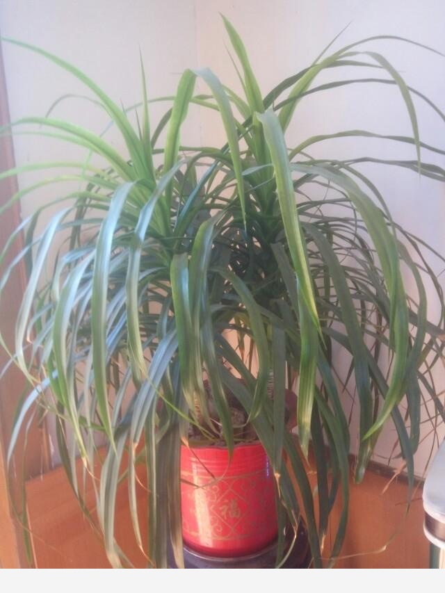 在家中養花需要注意什麼？-仰望星空jsf的回答