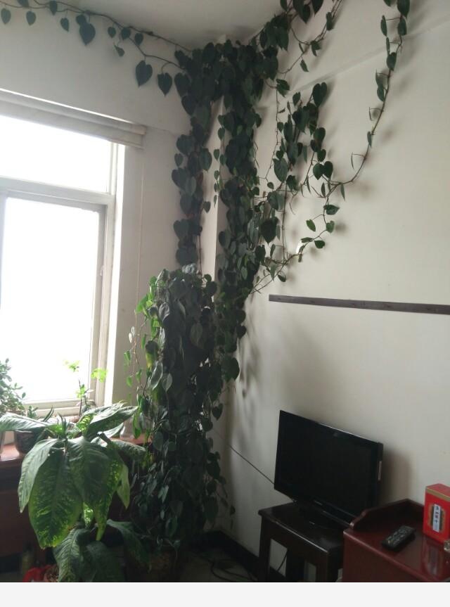 在家中養花需要注意什麼？-林59041067的回答