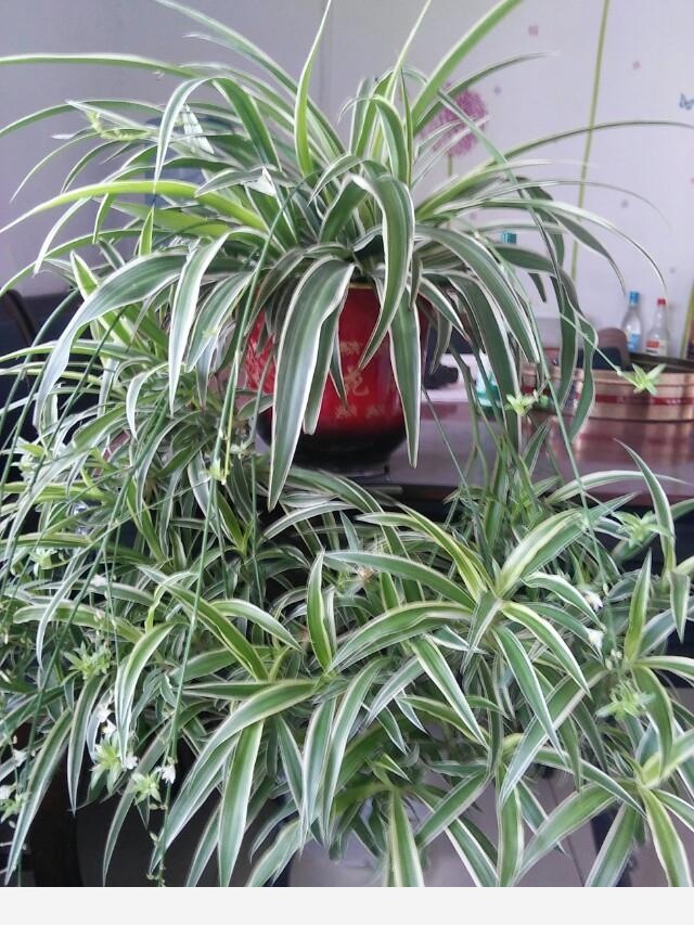 在家中養花需要注意什麼？-評前評後的回答