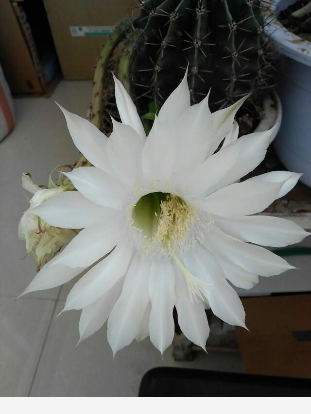 在家中養花需要注意什麼？-評前評後的回答