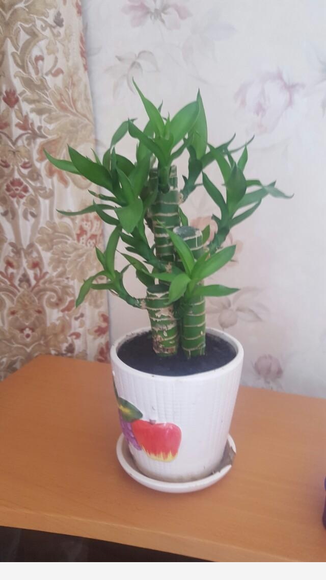 在家中養花需要注意什麼？-雲開見月明45494028的回答