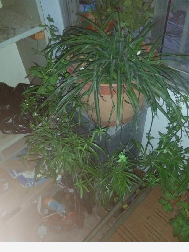 在家中養花需要注意什麼？-劉子恆Lockie的回答