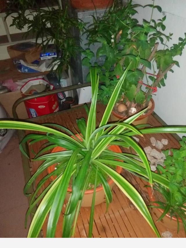 在家中養花需要注意什麼？-劉子恆Lockie的回答