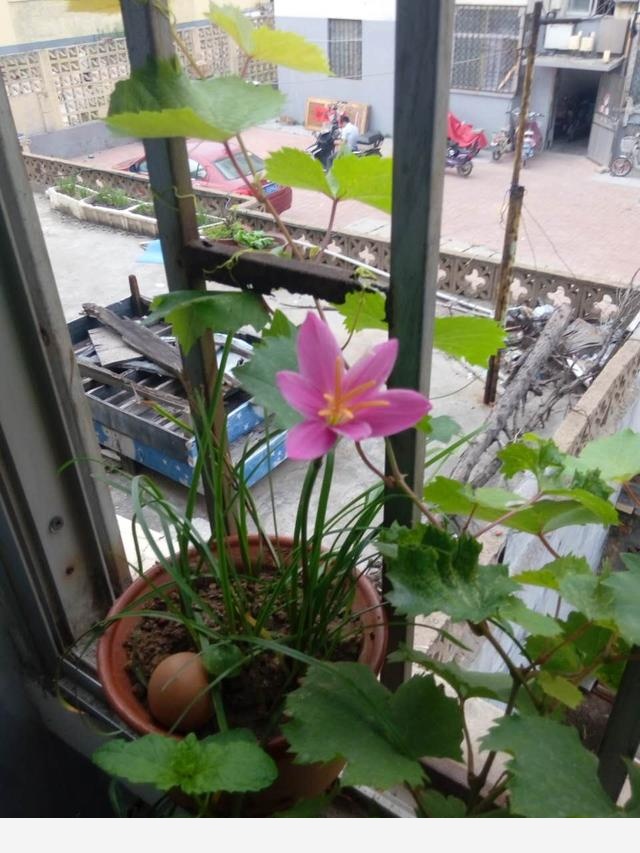 在家中養花需要注意什麼？-劉子恆Lockie的回答