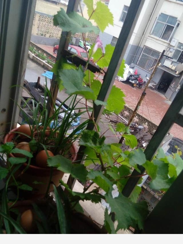 在家中養花需要注意什麼？-劉子恆Lockie的回答