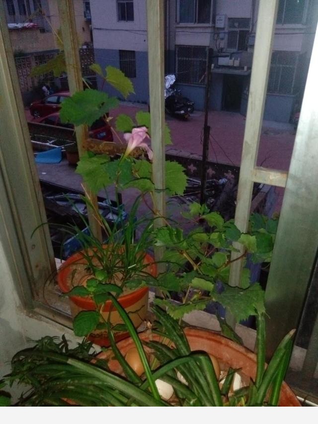 在家中養花需要注意什麼？-劉子恆Lockie的回答